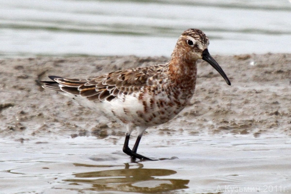 Пестрая птица с длинным клювом