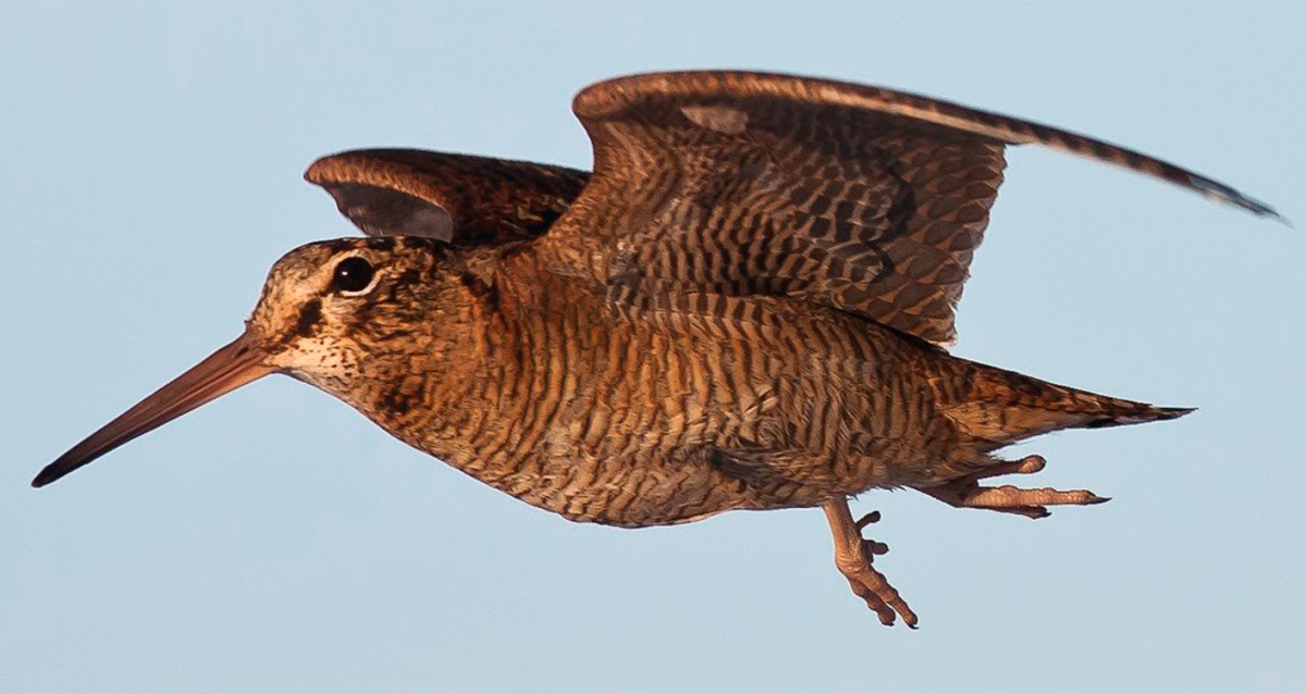 Американский вальдшнеп