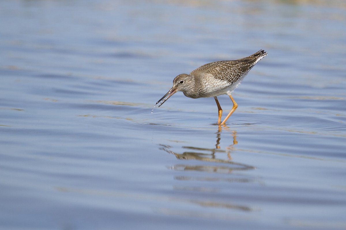 Мелкие водоплавающие птицы