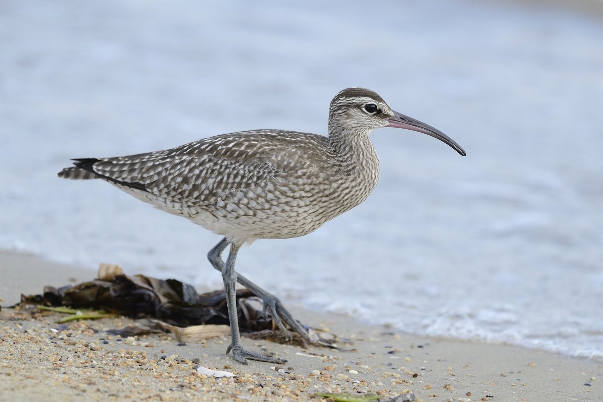 Средний кроншнеп (Numenius phaeopus)
