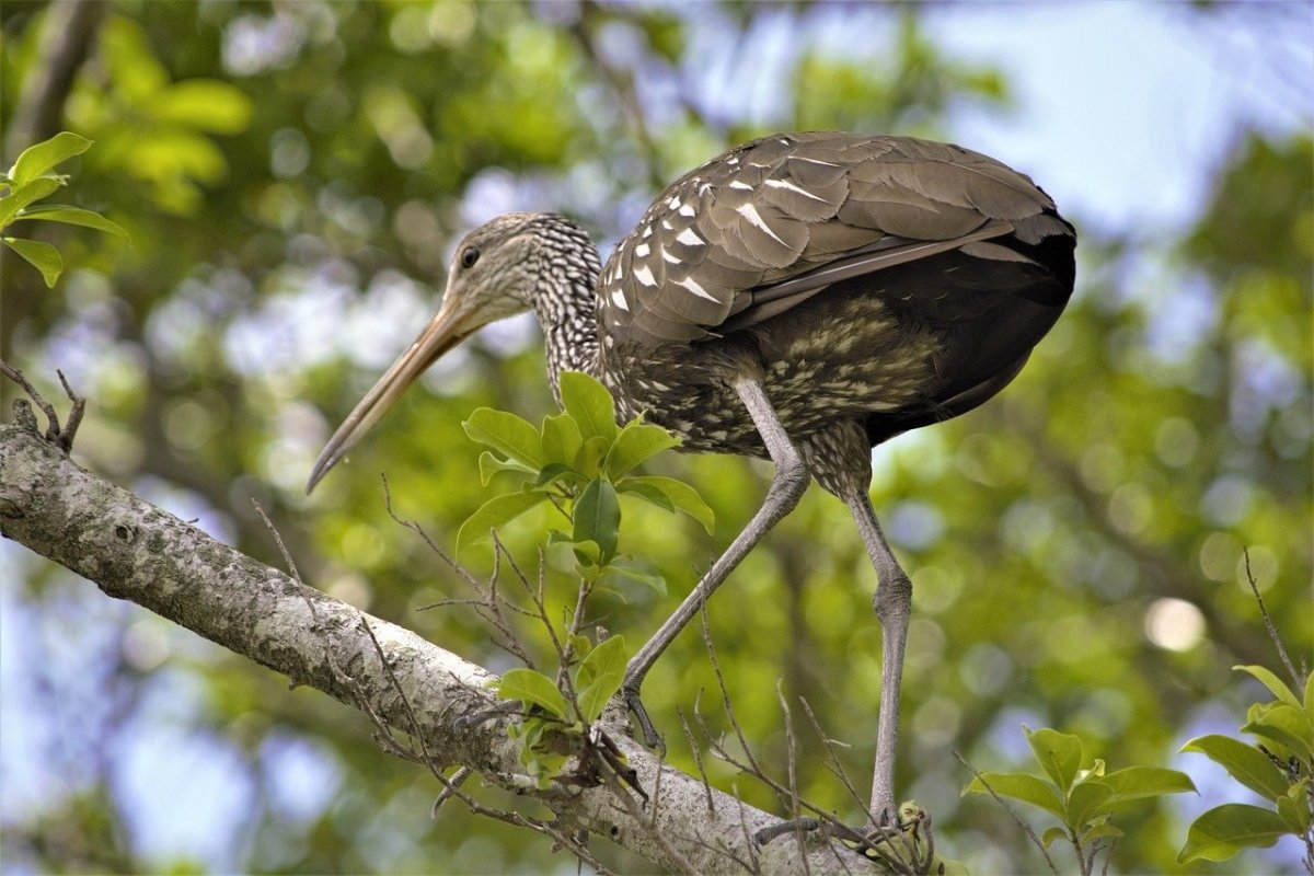 Птица на длинных ногах с длинным клювом