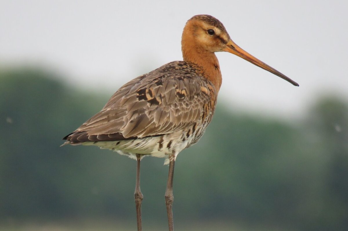 Кулик веретенник