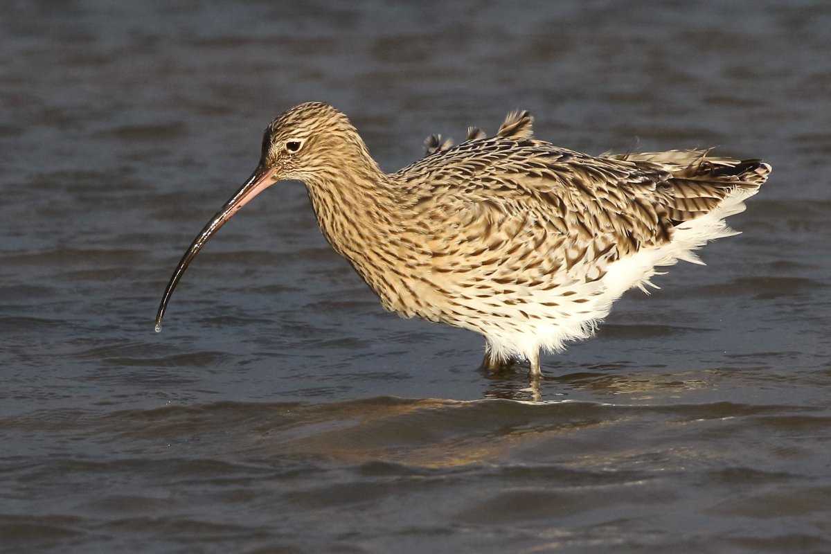 Кулик кроншнеп и Бекас