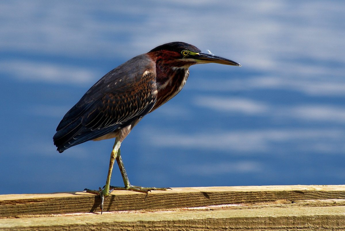 Птицы Флориды фото