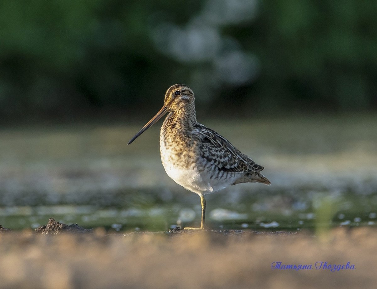 Птица с длинным клювом в Сибири
