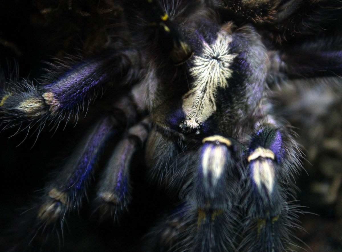 Poecilotheria Metallica паук