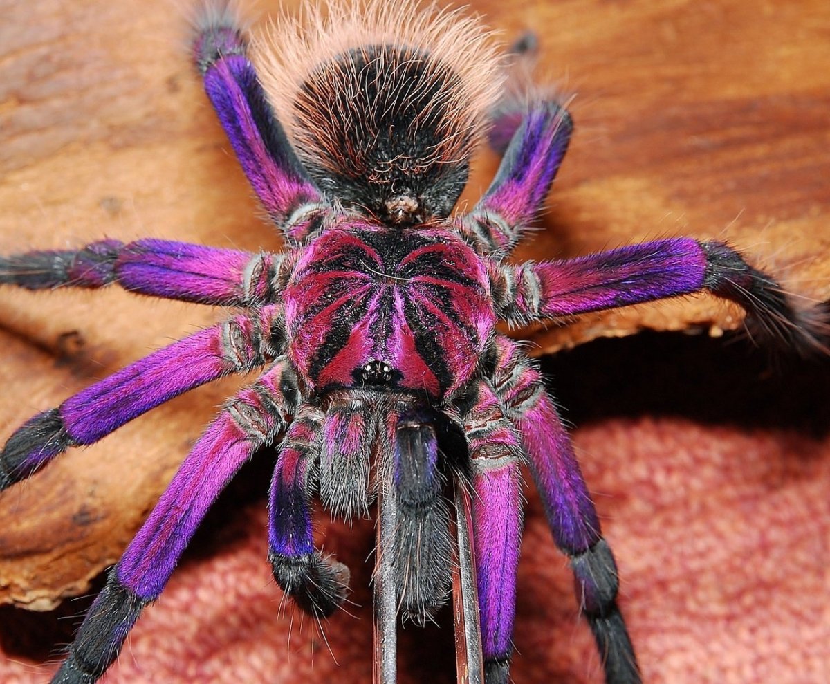 Колумбийский фиолетовый птицеед