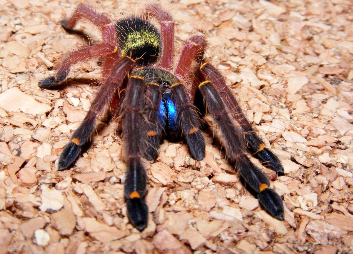 Ephebopus cyanognathus