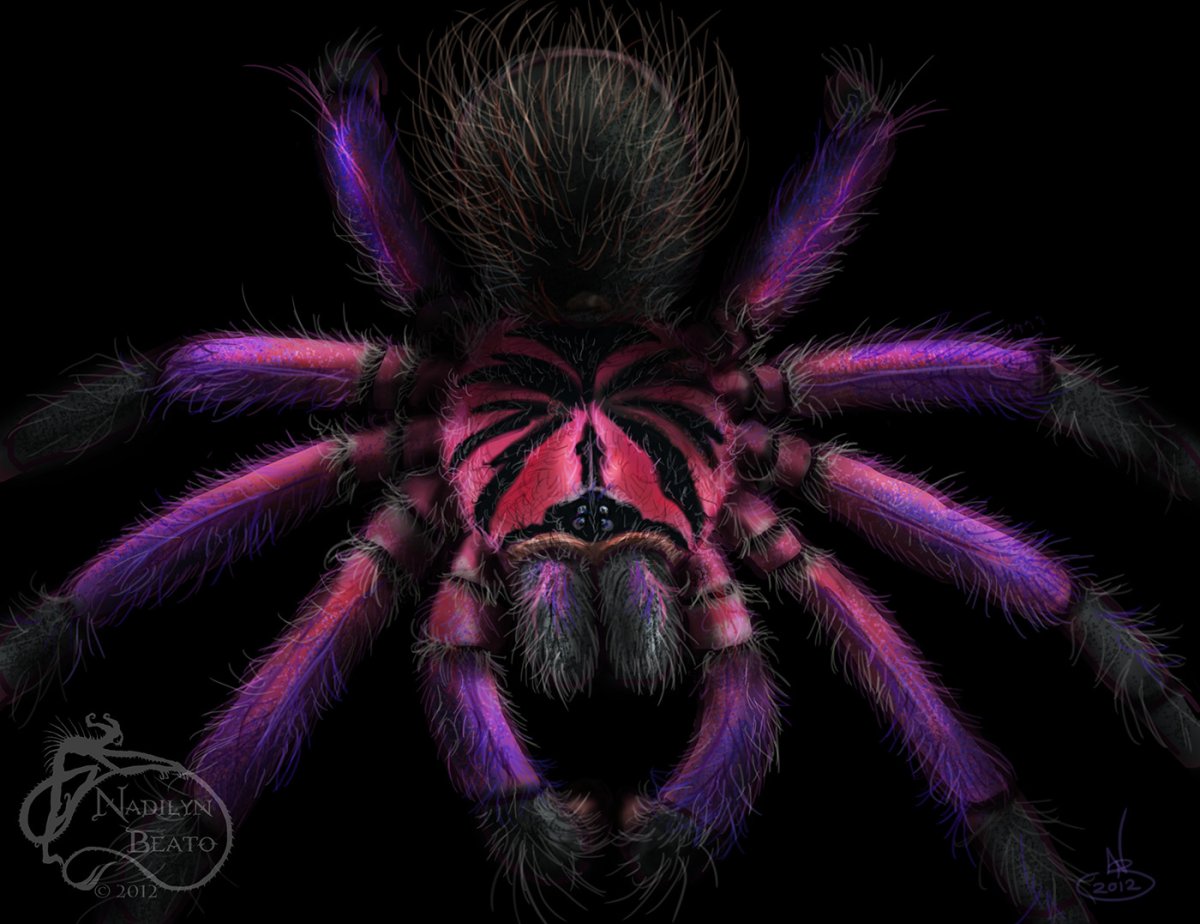 Тарантул арт