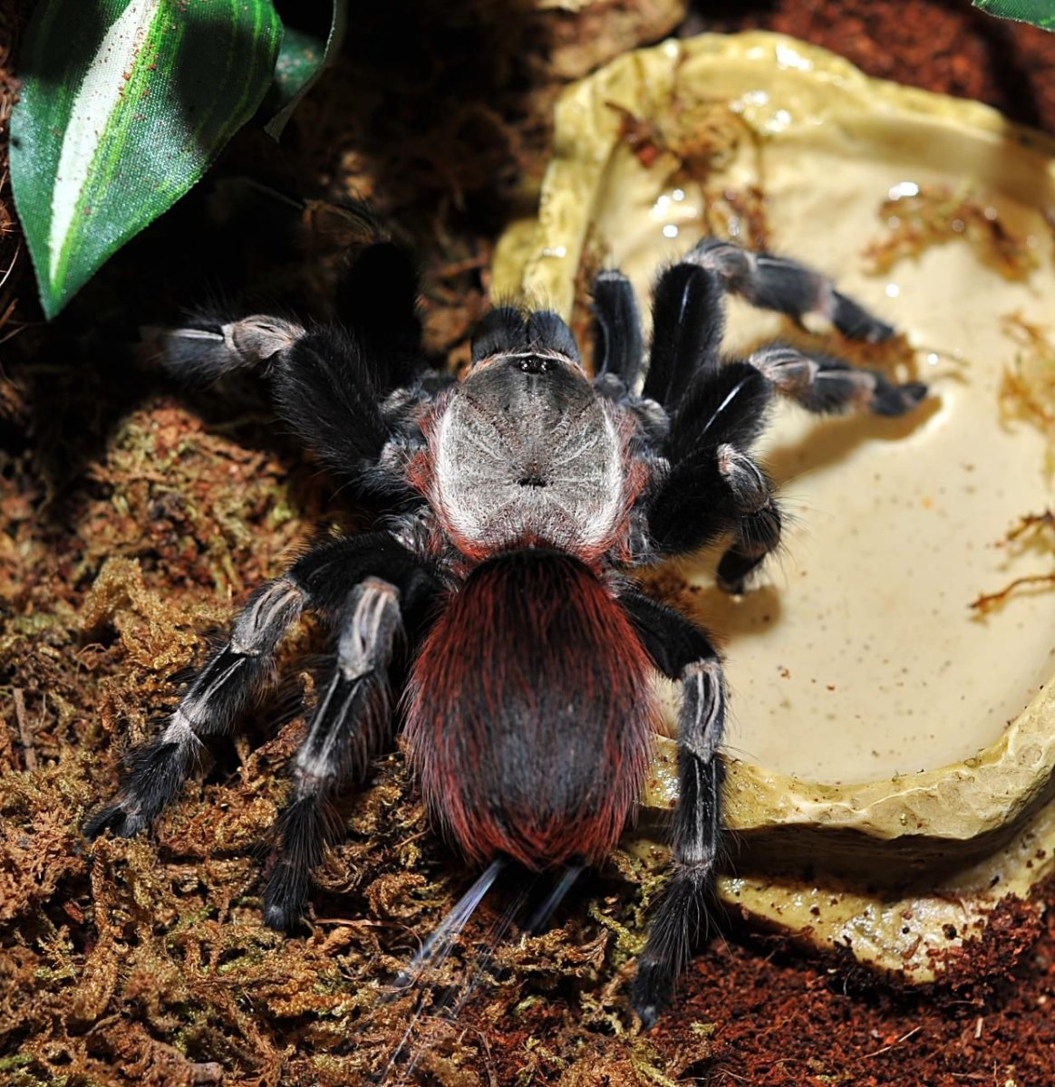 Птицеед Геркулес