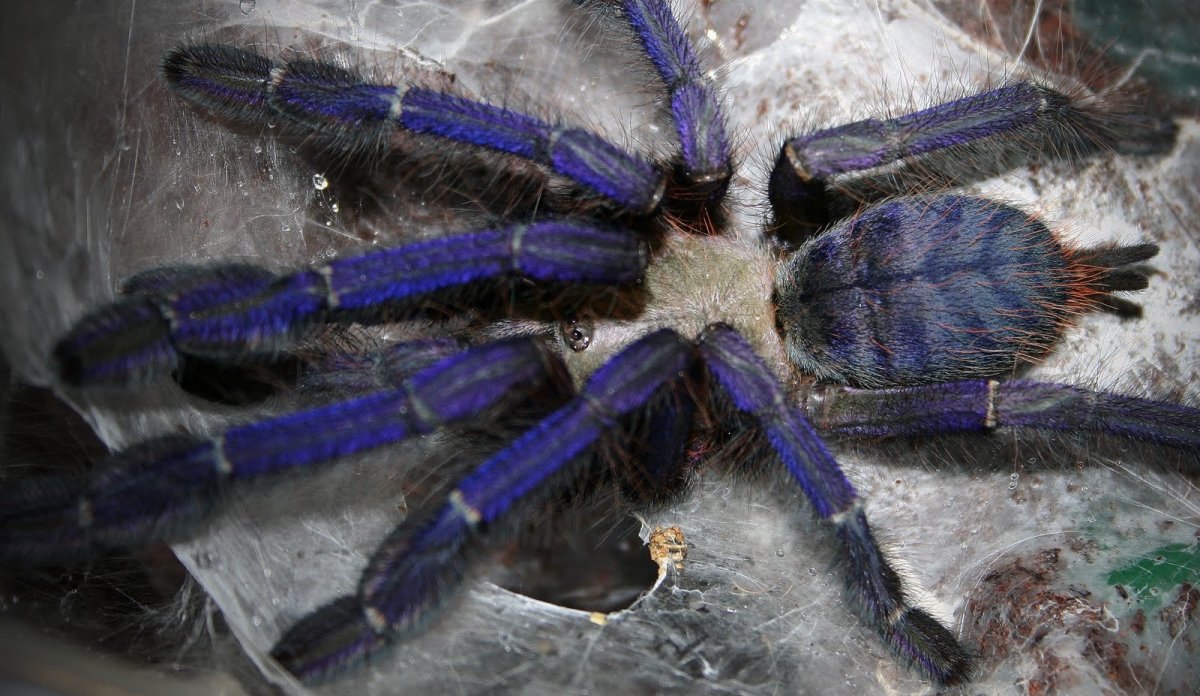 Паук птицеед Древесник