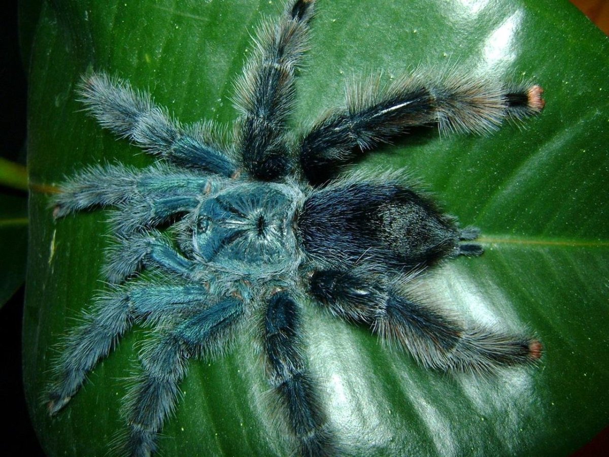 Герольди паук Авикулярия