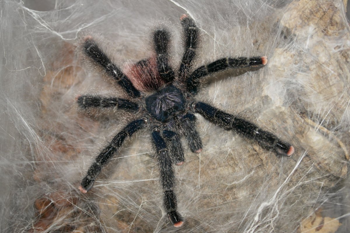 Паук-птицеед Avicularia SP. Peru Purple