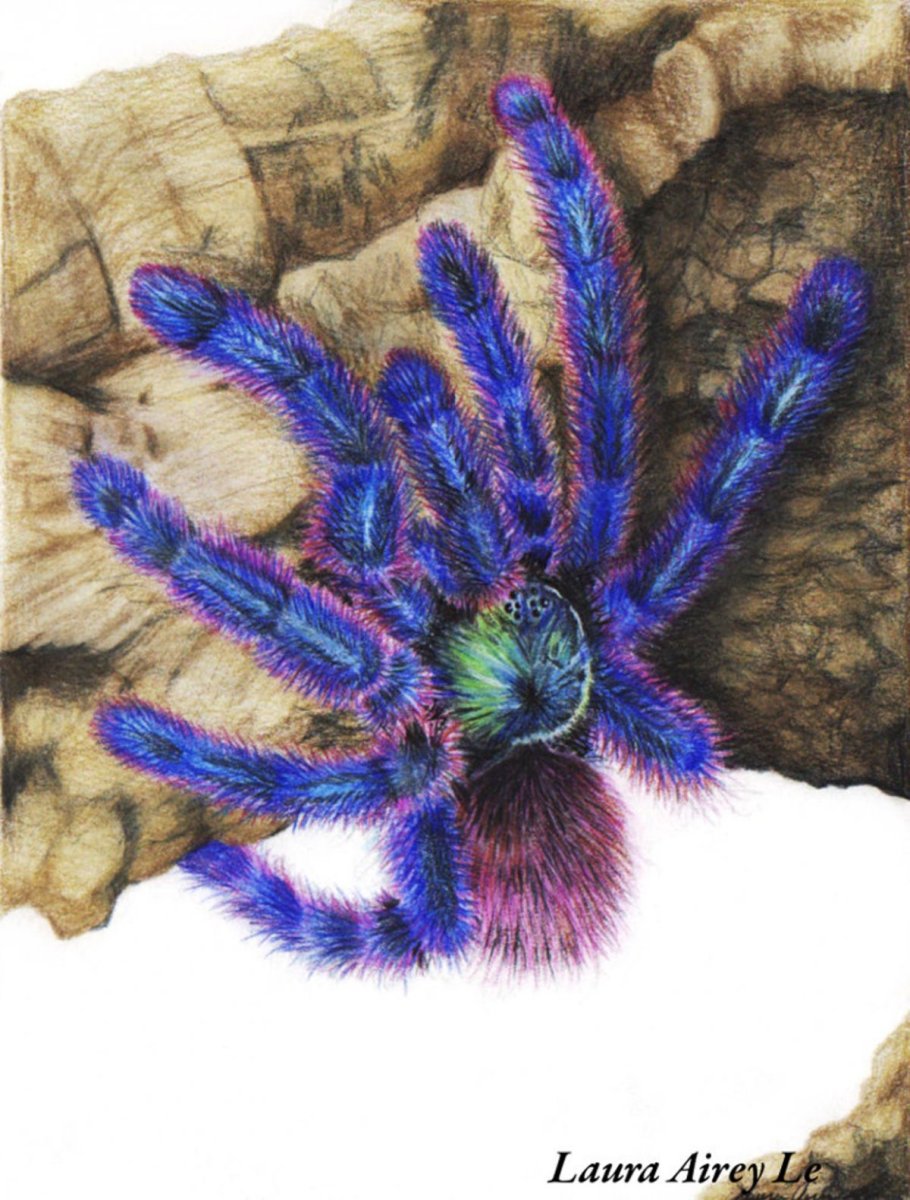 Avicularia versicolor (Авикулярия версиколор)