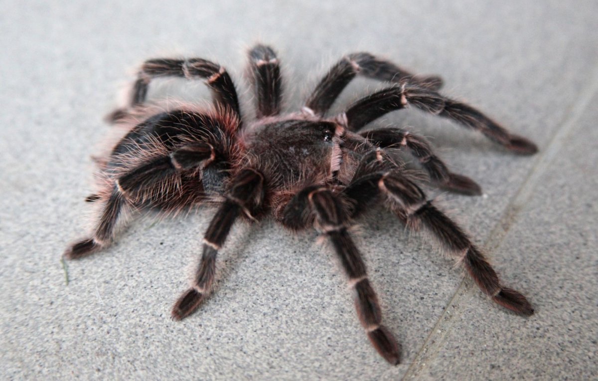 Паук Lasiodora parahybana