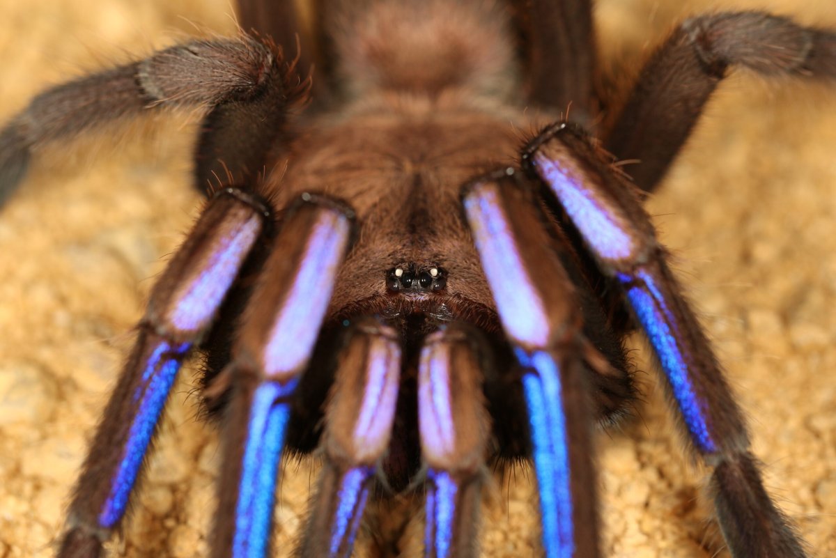 Chilobrachys SP. Electric Blue