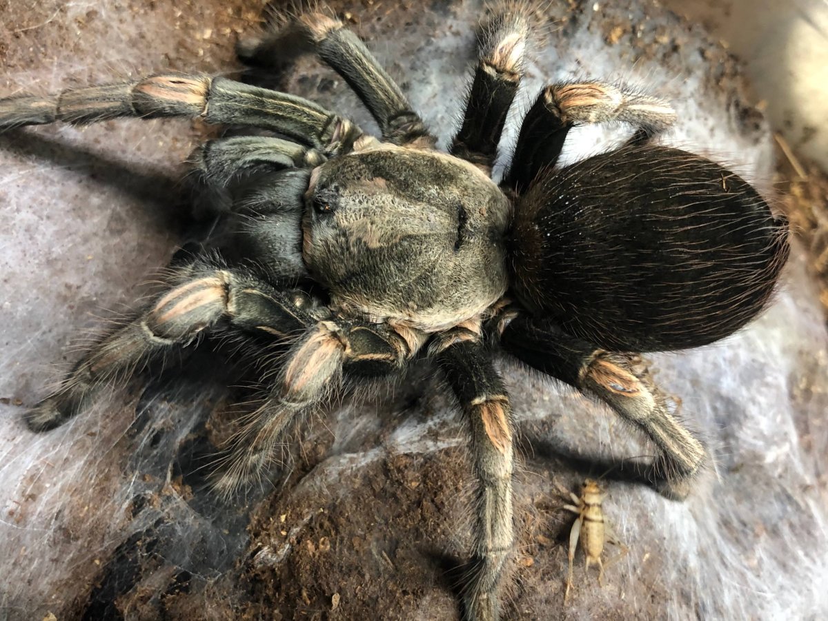 Земляной Тарантул птицеед