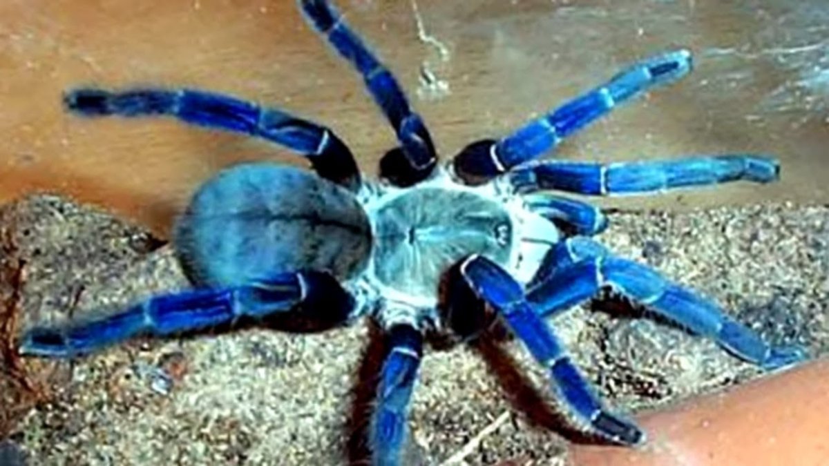 Паук в школе