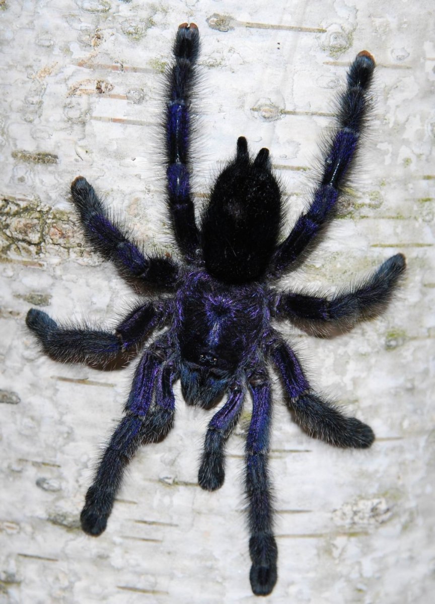 Паук Avicularia purpurea