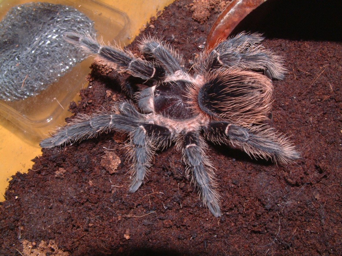 Колумбийский Лесной Тарантул