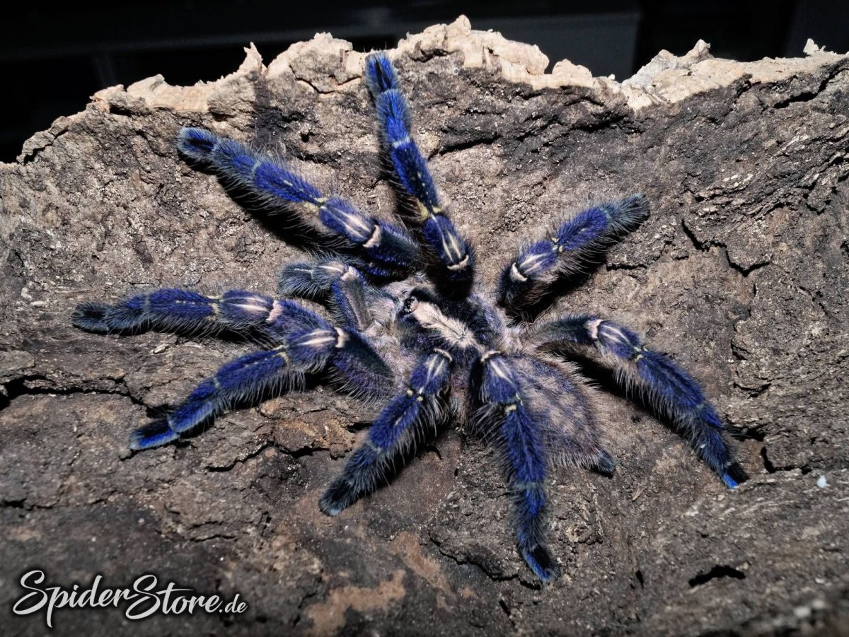 Ультрамариновый птицеед (Poecilotheria Metallica)