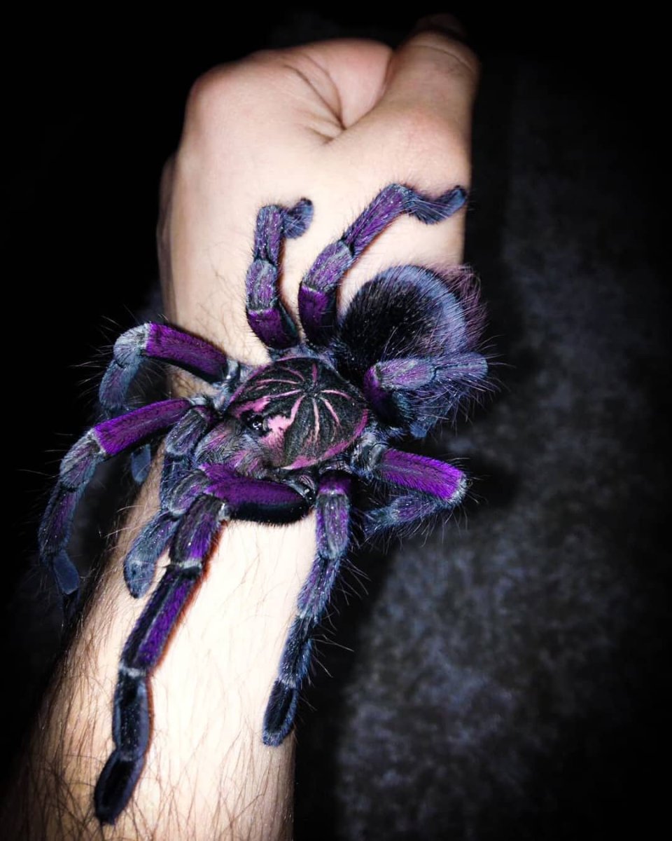 Тарантул Тарантул