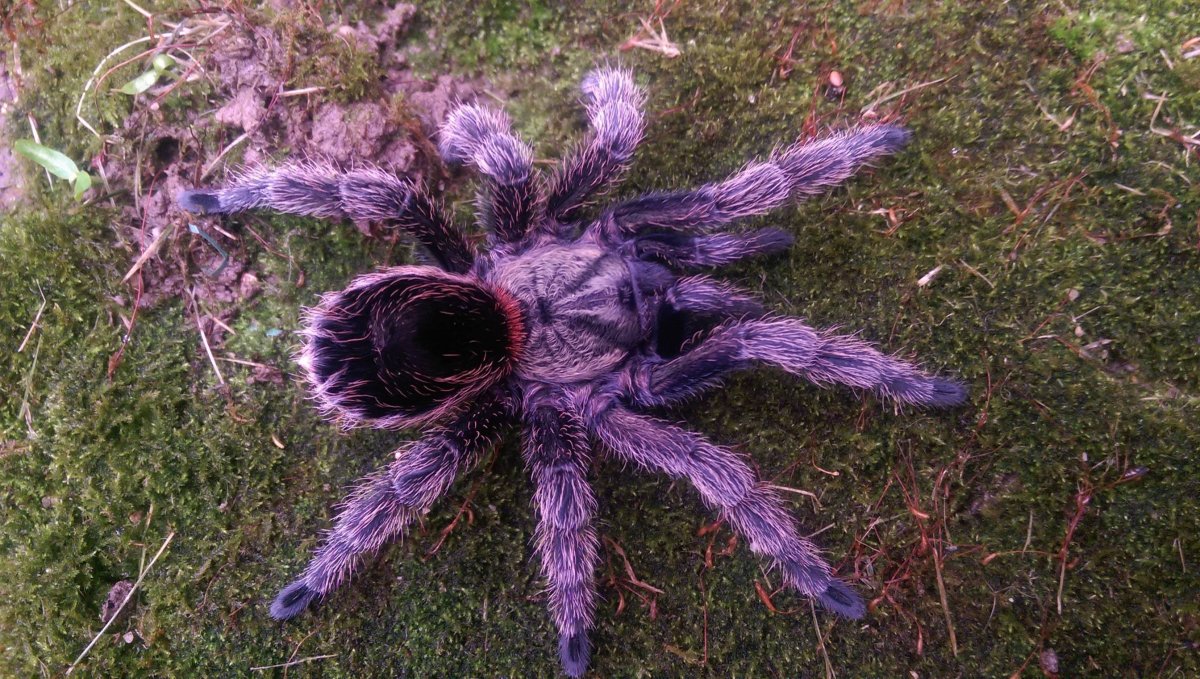 Паук Pamphobeteus platyomma