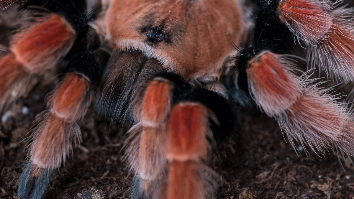 Тарантул птицеед