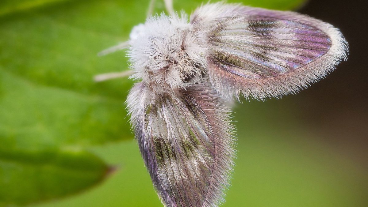 Пуделевая моль