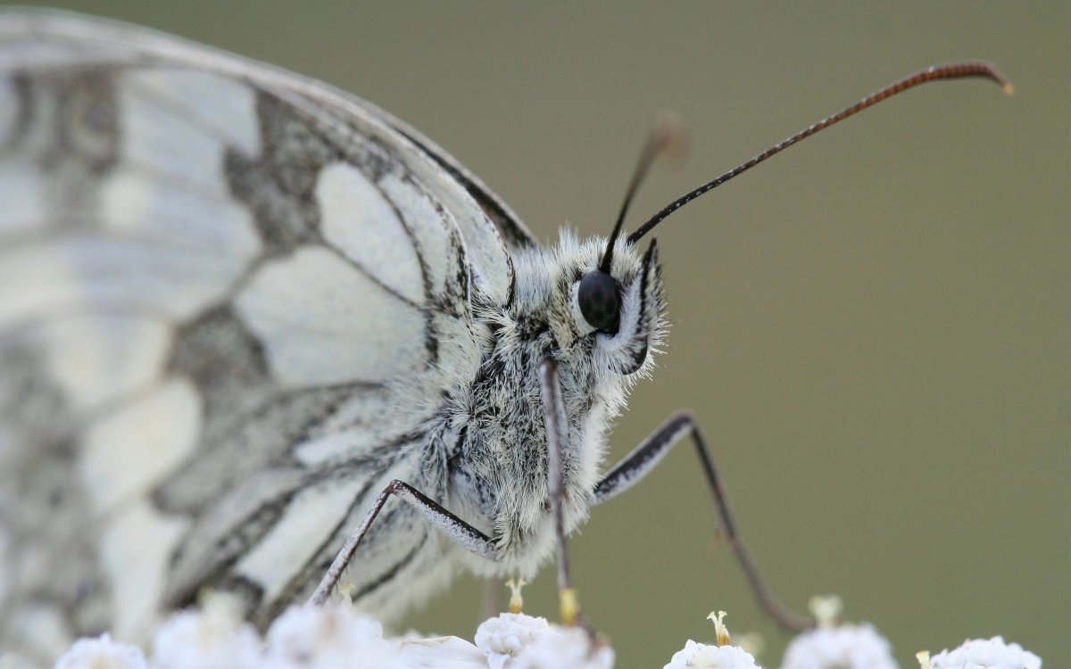 Бабочка белая редкая