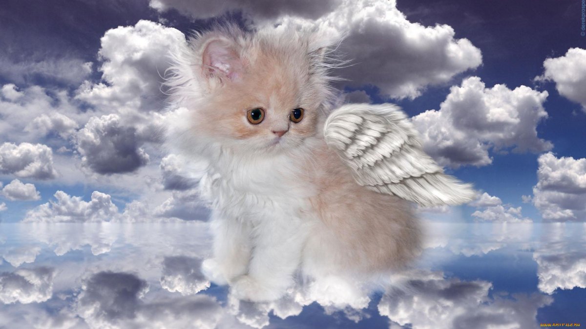 Небесный кот
