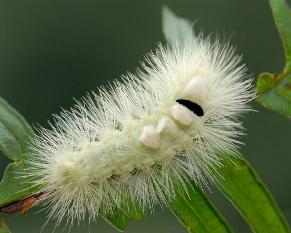 Гусеница пятнистый апателодес
