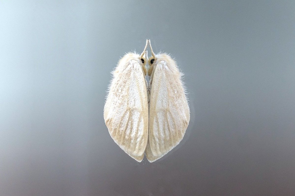 Мотылек сверху