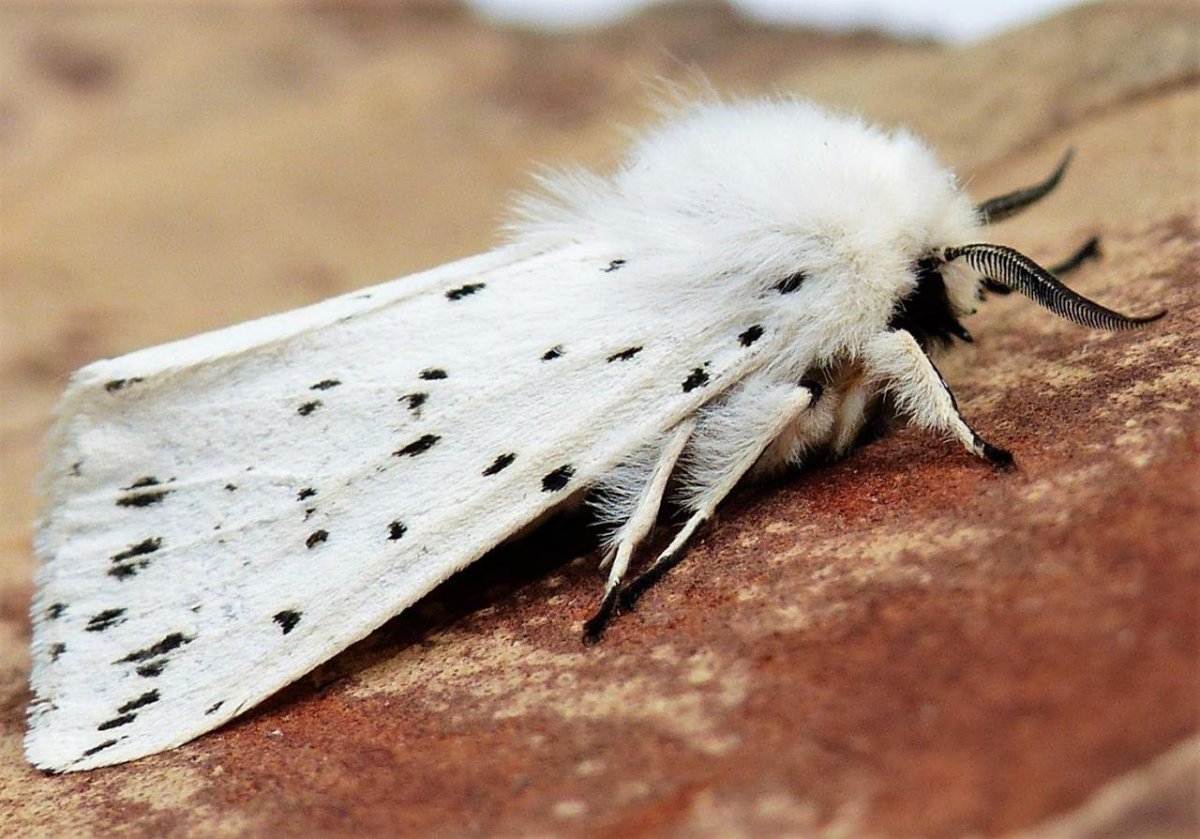 Spilosoma mendica