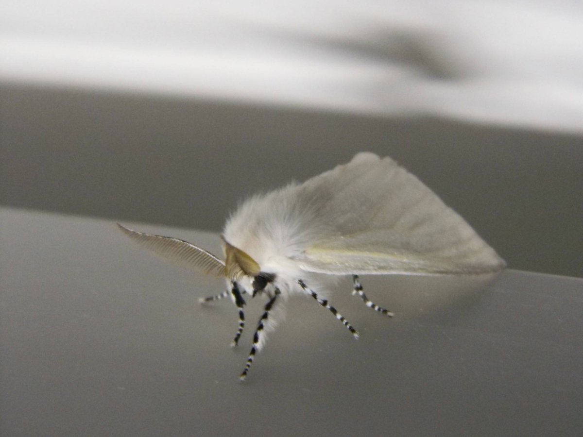 Белая пушистая бабочка