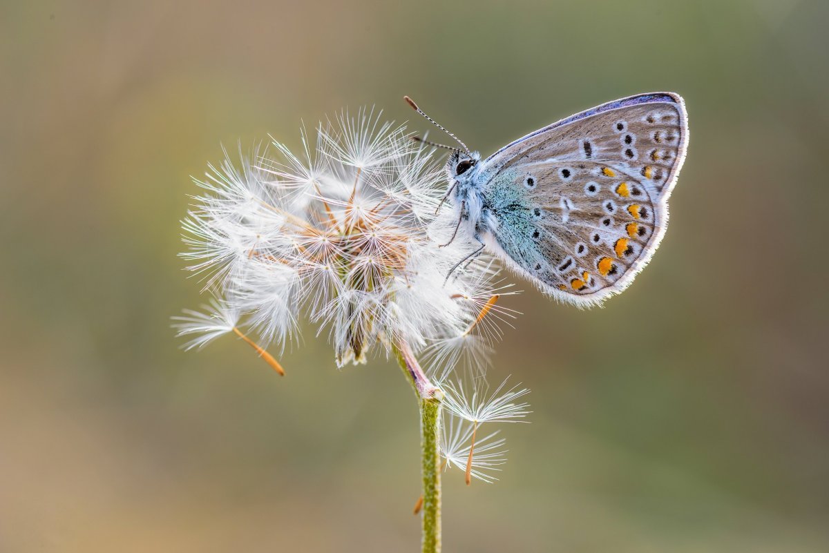Бабочка на одуванчике