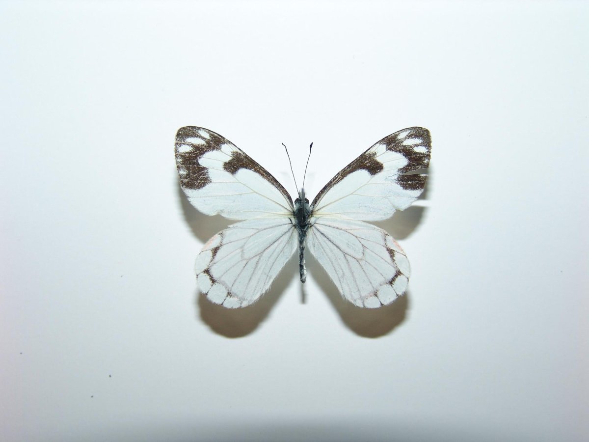 Белая бабочка летит