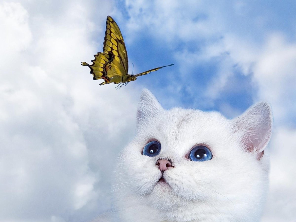 Кошка с бабочками