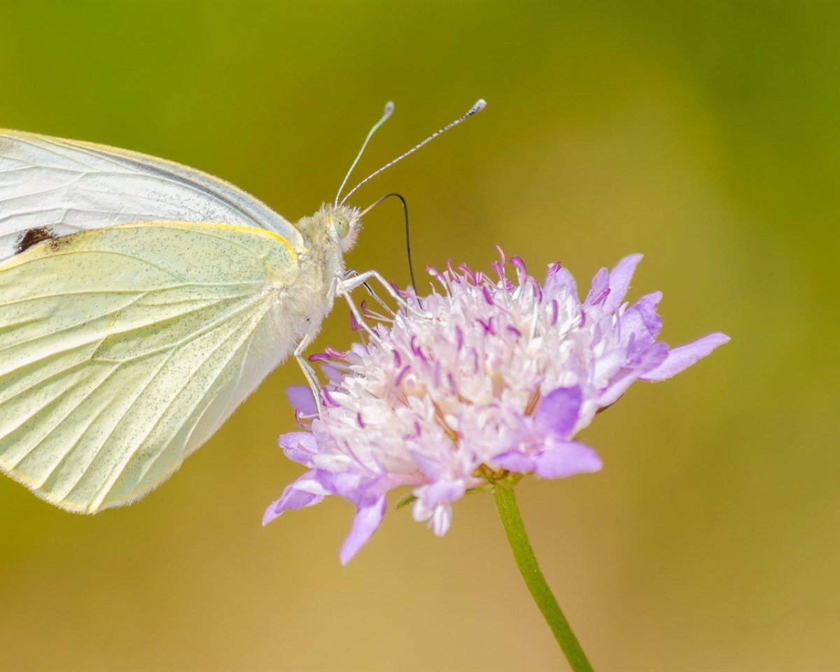 Маленькая белая бабочка