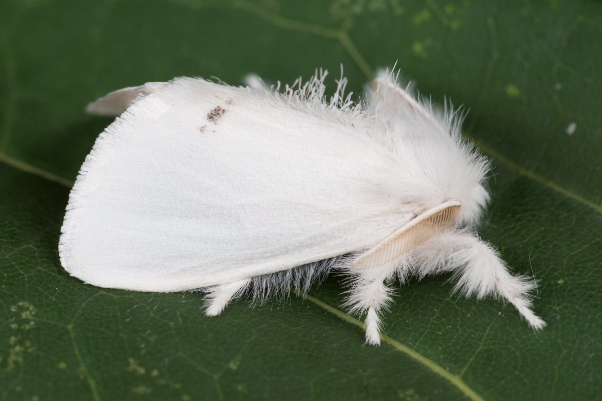 Ивовая волнянка гусеница