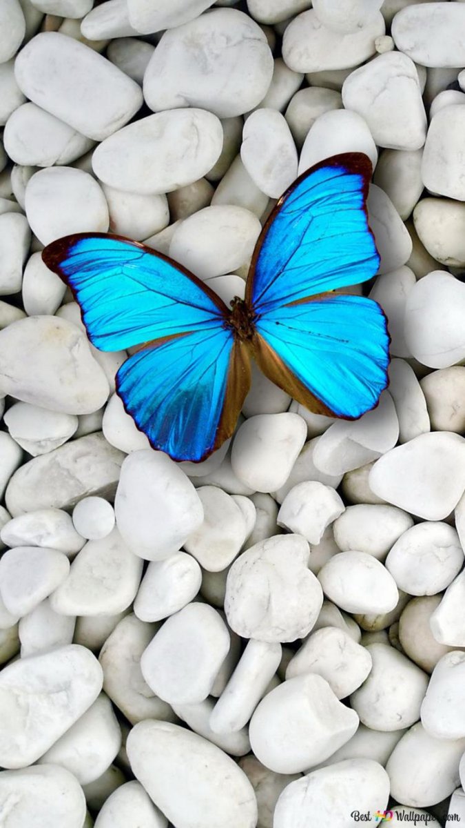 Бабочка на синем фоне