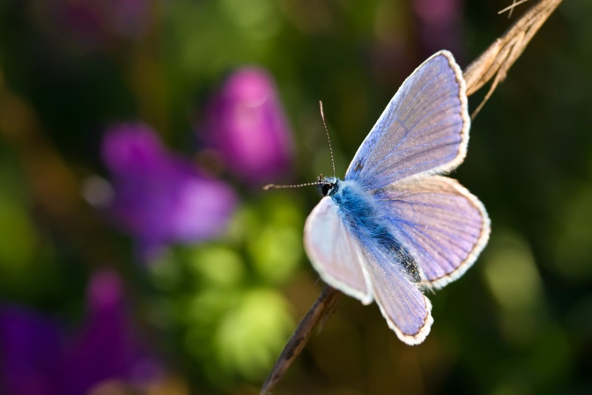 Голубой пушистый мотылек
