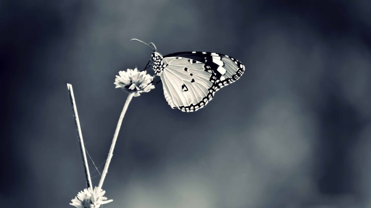 Бабочка на маке