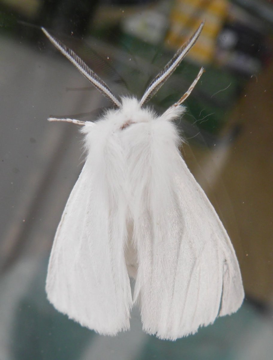 Мотылек альбинос