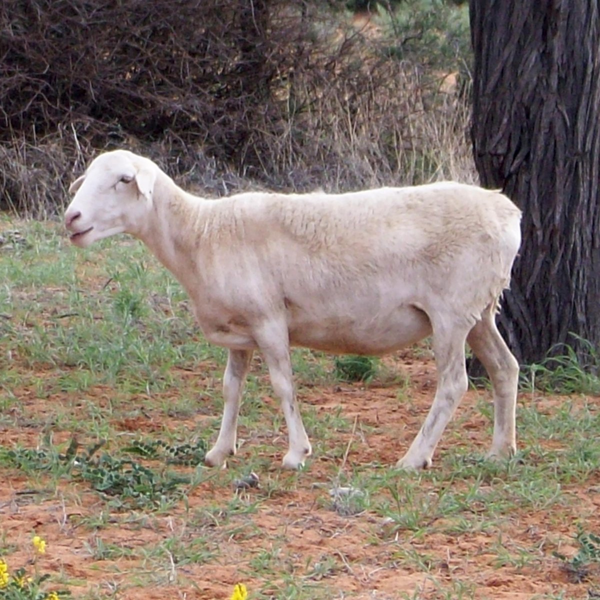 Бритые овцы