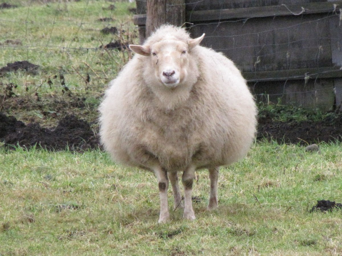 Расчесанная овца