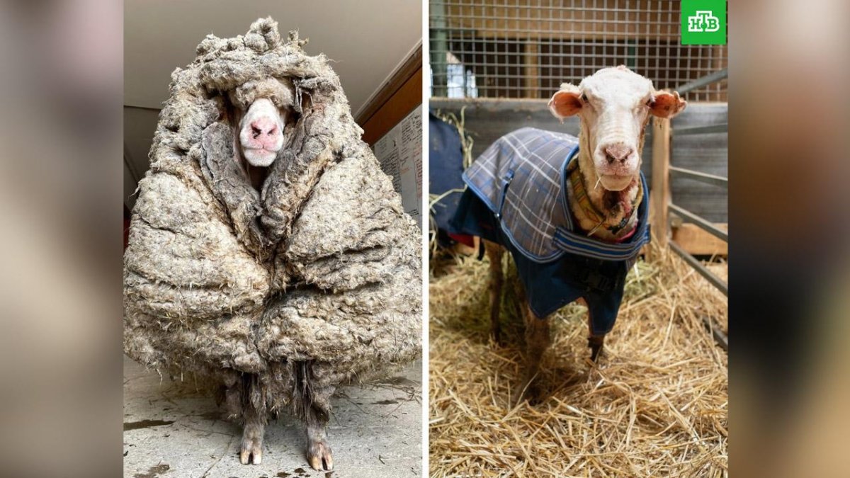 Стрижка овец в Австралии