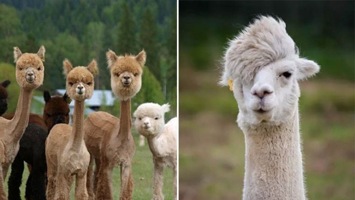 Лысая альпака