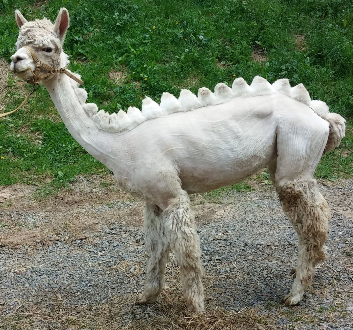 Альпака лысый