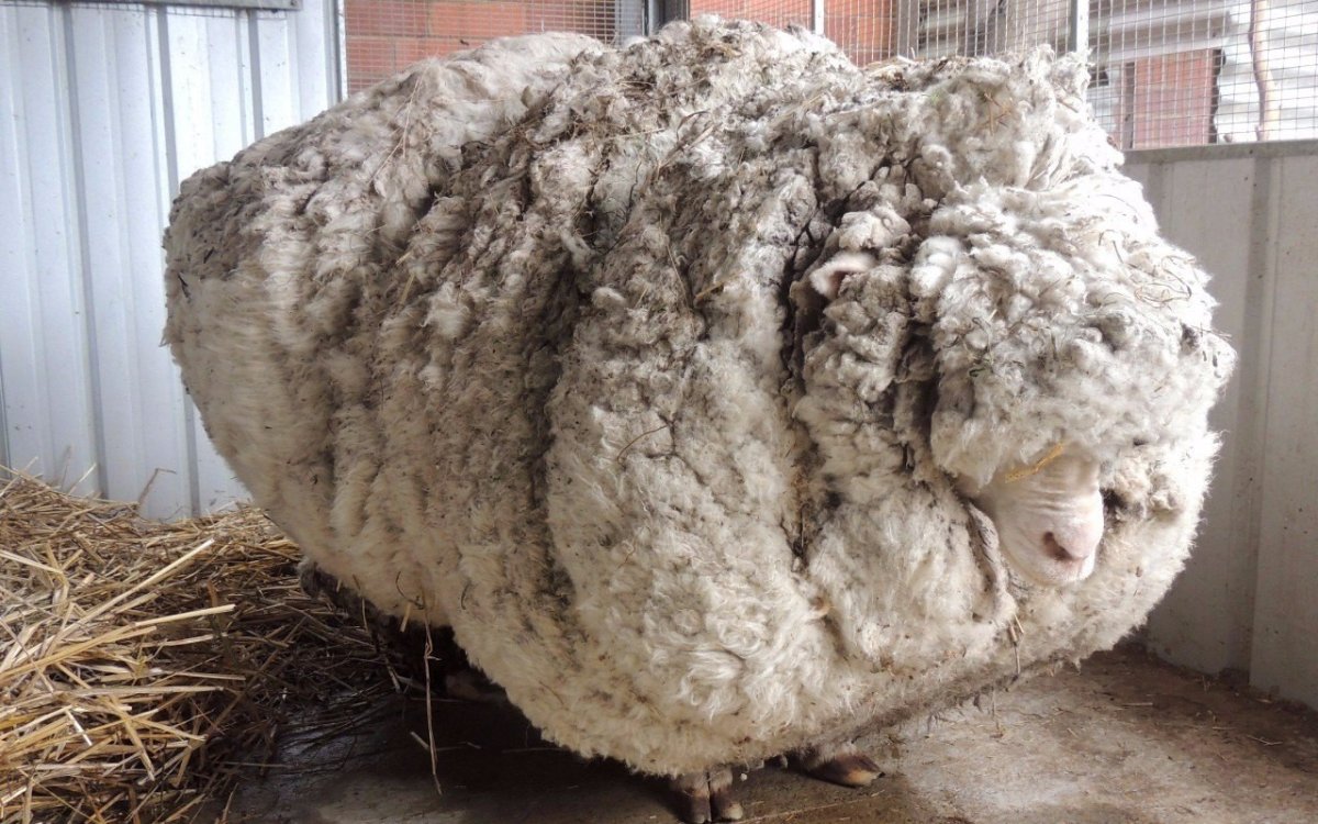 Советский меринос порода овец